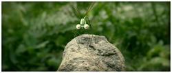 Смотреть фото Букашки. Приключение в Долине муравьев.
