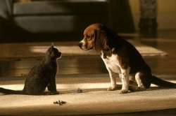 Смотреть фото Кошки против собак.