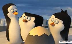 Смотреть фото Пингвины Мадагаскара.